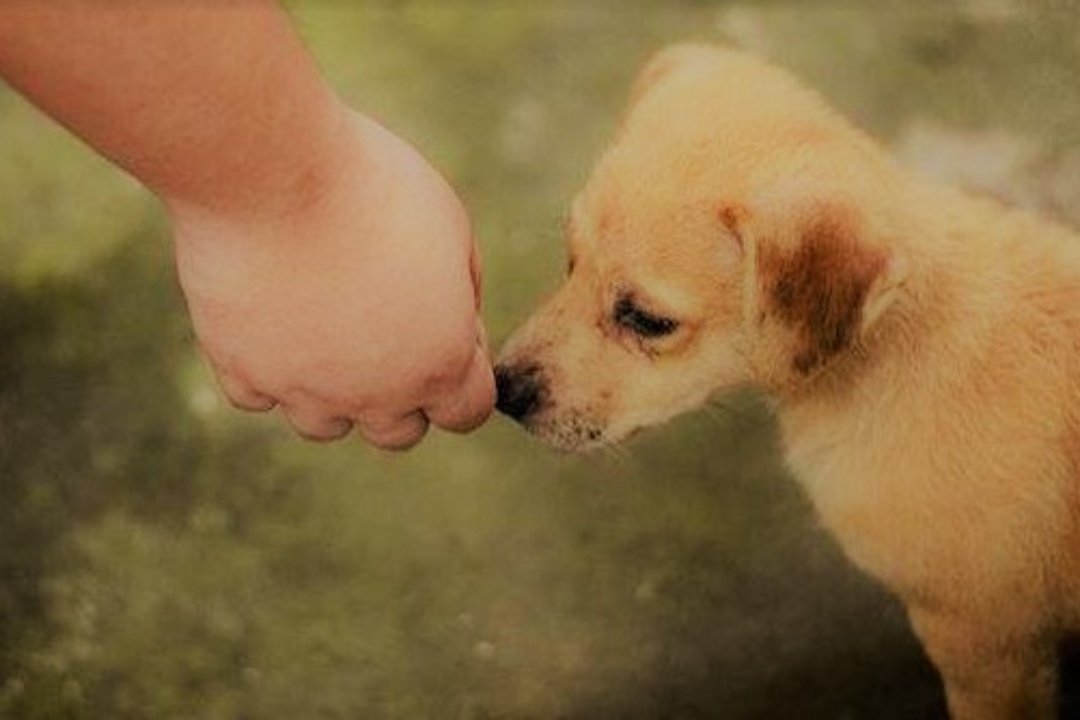 ΔΕΛΤΙΟ ΤΥΠΟΥ: Πενταμελής Επιτροπή Περίθαλψης Αδέσποτων Ζώων Δήμου Νέας Σμύρνης