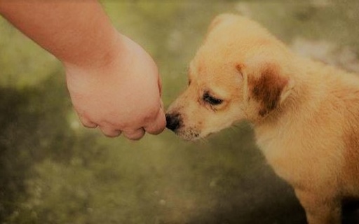 ΔΕΛΤΙΟ ΤΥΠΟΥ: Πενταμελής Επιτροπή Περίθαλψης Αδέσποτων Ζώων Δήμου Νέας Σμύρνης