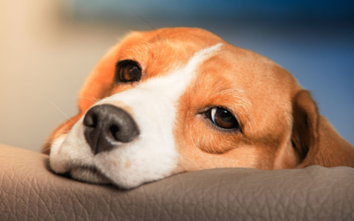 ΔΕΛΤΙΟ ΤΥΠΟΥ: ΞΕΚΙΝΟΥΝ ΟΙ ΖΩΟΦΙΛΙΚΕΣ ΕΝΗΜΕΡΩΣΕΙΣ ΣΤΑ ΣΧΟΛΕΙΑ ΤΗΣ ΝΕΑΣ ΣΜΥΡΝΗΣ