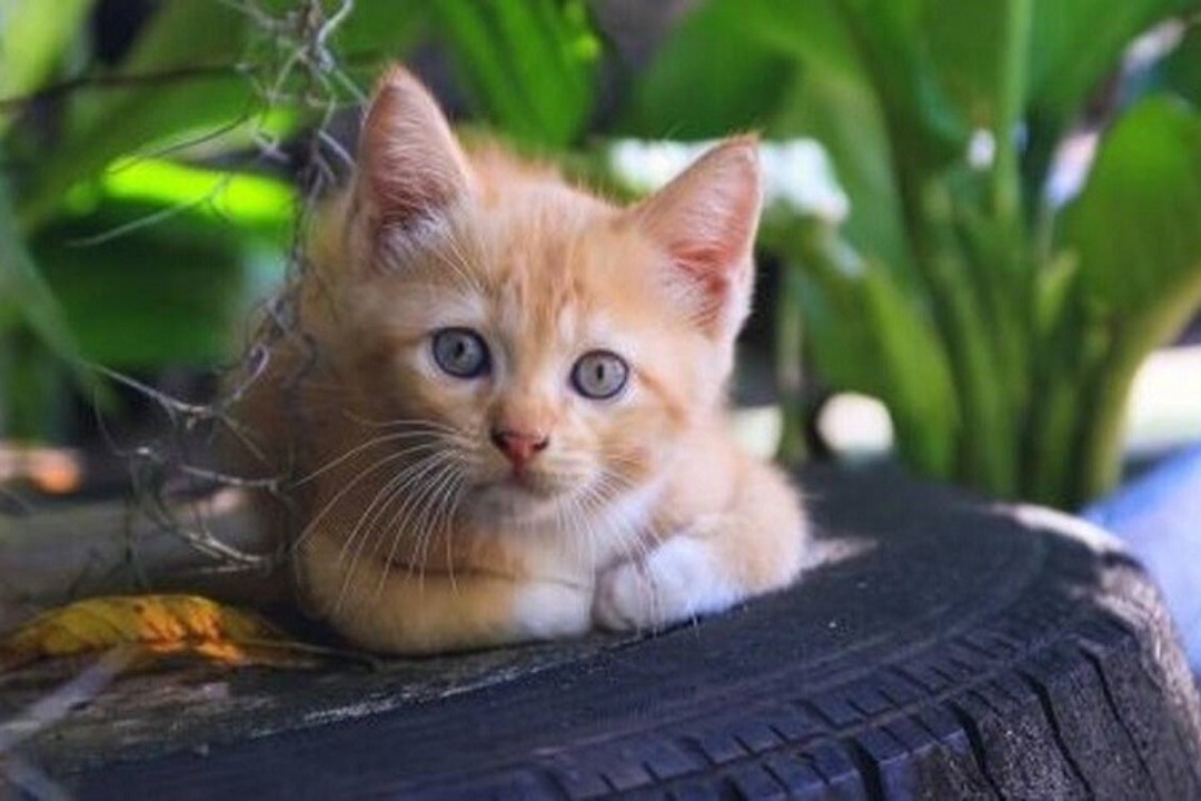 ΑΝΑΚΟΙΝΩΣΗ: ΚΑΝΕΝΑΣ ΜΟΝΟΣ ΤΟΥ – ΔΕΝ ΞΕΧΝΑΜΕ ΤΑ ΑΔΕΣΠΟΤΑ ΤΗΣ ΠΟΛΗΣ ΜΑΣ