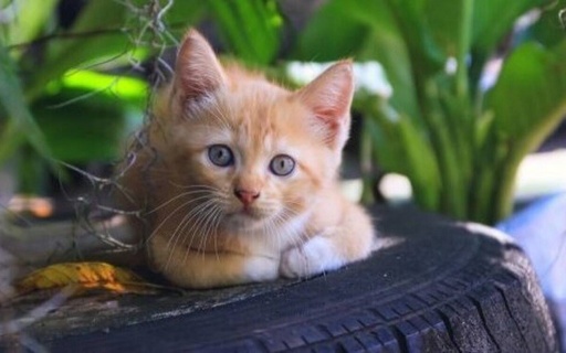 ΑΝΑΚΟΙΝΩΣΗ: ΚΑΝΕΝΑΣ ΜΟΝΟΣ ΤΟΥ – ΔΕΝ ΞΕΧΝΑΜΕ ΤΑ ΑΔΕΣΠΟΤΑ ΤΗΣ ΠΟΛΗΣ ΜΑΣ