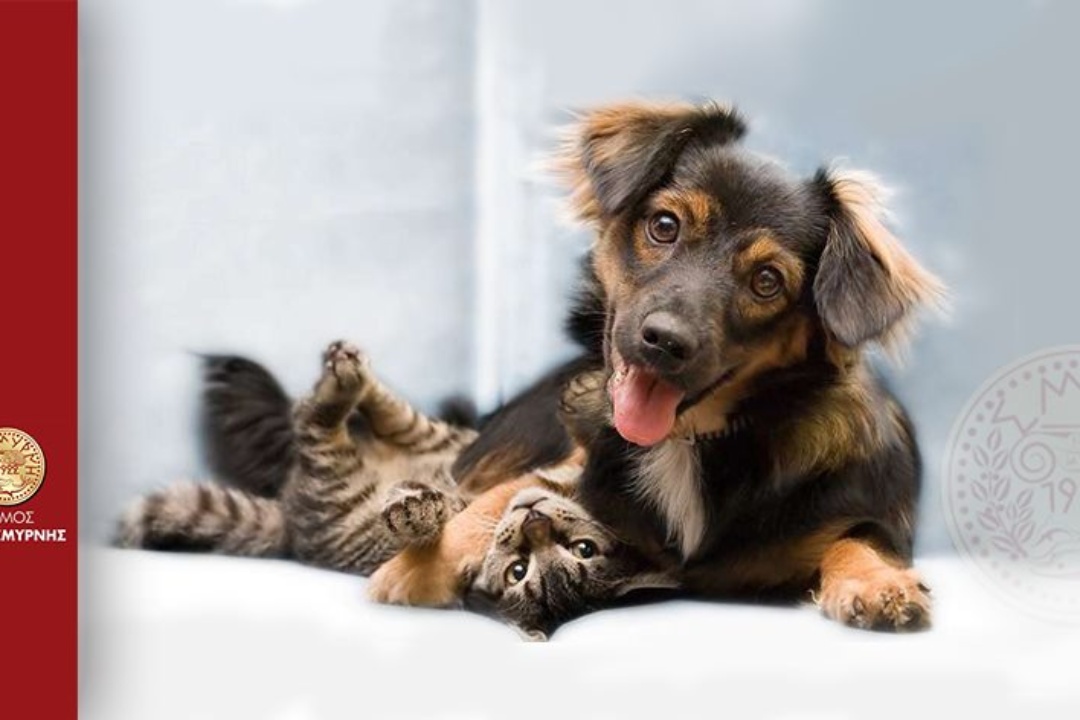 ΟΙ ΔΡΑΣΕΙΣ ΤΟΥ ΔΗΜΟΥ ΝΕΑΣ ΣΜΥΡΝΗΣ ΤΟ 2020 ΓΙΑ ΤΗΝ ΠΡΟΣΤΑΣΙΑ ΤΩΝ ΑΔΕΣΠΟΤΩΝ ΖΩΩΝ