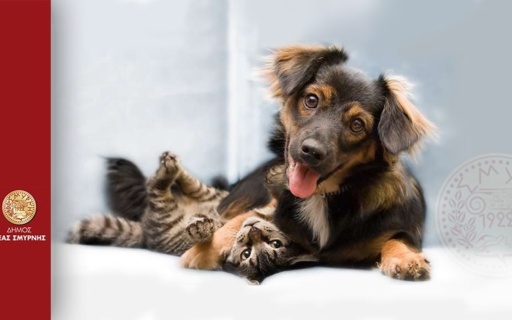 ΟΙ ΔΡΑΣΕΙΣ ΤΟΥ ΔΗΜΟΥ ΝΕΑΣ ΣΜΥΡΝΗΣ ΤΟ 2020 ΓΙΑ ΤΗΝ ΠΡΟΣΤΑΣΙΑ ΤΩΝ ΑΔΕΣΠΟΤΩΝ ΖΩΩΝ