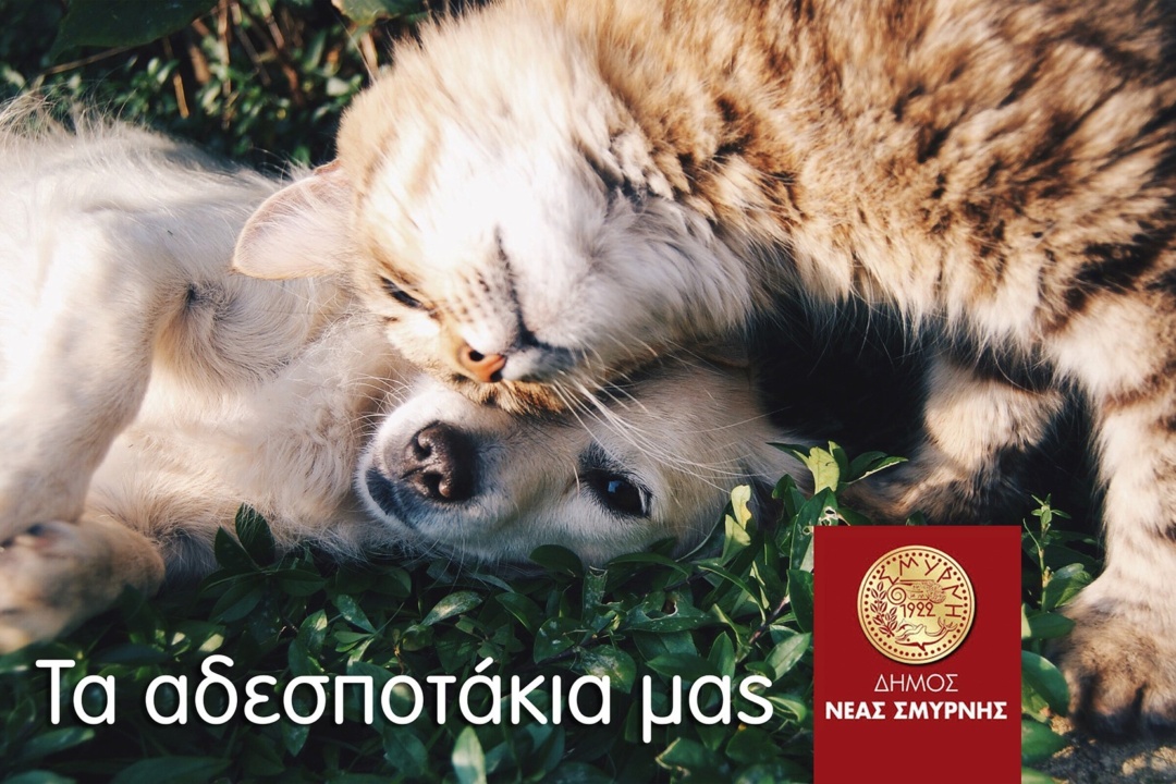 ΔΗΜΟΣ ΝΕΑΣ ΣΜΥΡΝΗΣ 2021: ΝΕΕΣ ΔΡΑΣΕΙΣ ΓΙΑ ΤΗΝ ΠΡΟΣΤΑΣΙΑ ΤΩΝ ΑΔΕΣΠΟΤΩΝ ΖΩΩΝ
