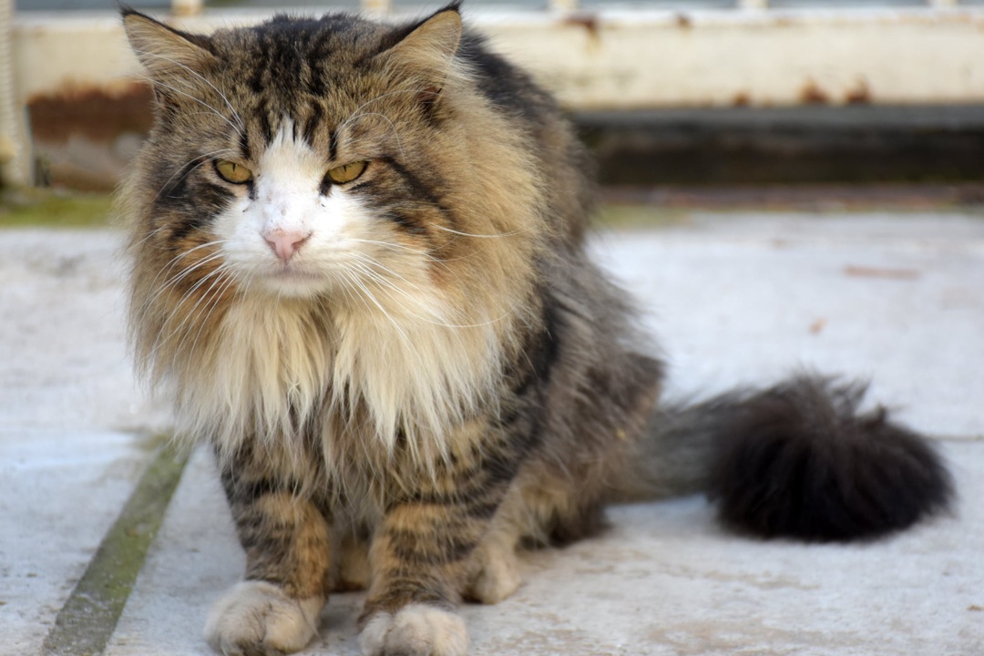 ΣΥΝΕΡΓΑΣΙΑ ΔΗΜΟΥ ΚΑΙ ΑΣΤΥΝΟΜΙΑΣ ΓΙΑ ΤΗΝ ΑΝΤΙΜΕΤΩΠΙΣΗ ΤΗΣ ΚΑΚΟΠΟΙΗΣΗΣ ΤΩΝ ΖΩΩΝ ΣΤΗ ΝΕΑ ΣΜΥΡΝΗ