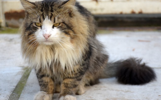 ΣΥΝΕΡΓΑΣΙΑ ΔΗΜΟΥ ΚΑΙ ΑΣΤΥΝΟΜΙΑΣ ΓΙΑ ΤΗΝ ΑΝΤΙΜΕΤΩΠΙΣΗ ΤΗΣ ΚΑΚΟΠΟΙΗΣΗΣ ΤΩΝ ΖΩΩΝ ΣΤΗ ΝΕΑ ΣΜΥΡΝΗ