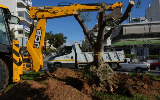 ΜΕΤΑΦΥΤΕΥΣΗ ΕΛΙΩΝ ΣΤΗΝ ΠΛΑΤΕΙΑ ΑΝΟΙΞΗΣ