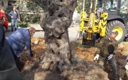 ΔΥΟ ΜΕΤΑΦΥΤΕΥΣΕΙΣ ΥΠΕΡΑΙΩΝΟΒΙΩΝ ΕΛΙΩΝ ΣΗΜΕΡΑ ΣΤΗΝ ΠΟΛΗ ΜΑΣ