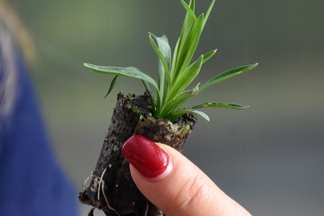 Ο Δήμος Νέας Σμύρνης απέκτησε το δικό του θερμοκήπιο