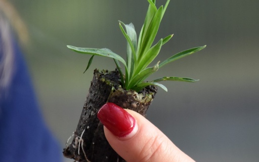 Ο Δήμος Νέας Σμύρνης απέκτησε το δικό του θερμοκήπιο