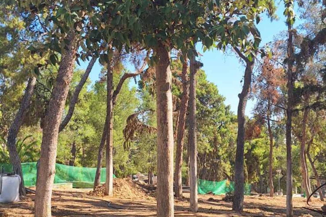 ΦΥΤΕΥΤΗΚΑΝ ΤΑ ΠΡΩΤΑ ΔΕΝΤΡΑ ΣΤΟ ΑΛΣΟΣ