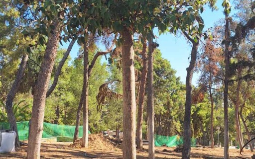 ΦΥΤΕΥΤΗΚΑΝ ΤΑ ΠΡΩΤΑ ΔΕΝΤΡΑ ΣΤΟ ΑΛΣΟΣ