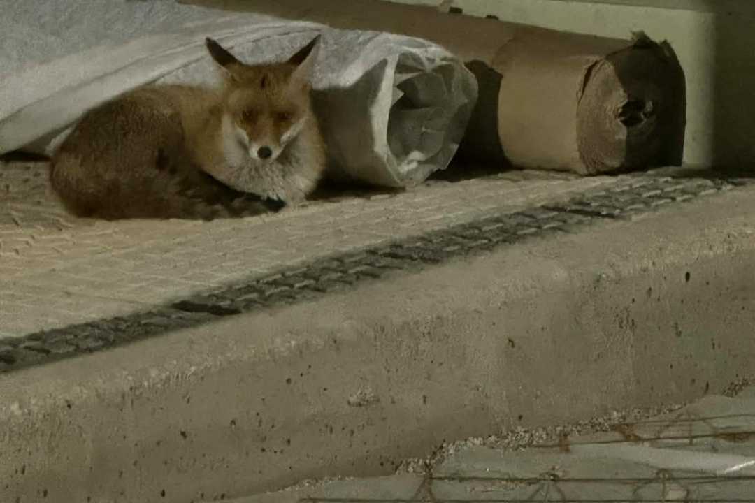 ΔΕΝ ΥΠΑΡΧΕΙ ΛΟΓΟΣ ΑΝΗΣΥΧΙΑΣ ΑΠΟ ΤΗΝ ΕΜΦΑΝΙΣΗ ΑΛΕΠΟΥΣ ΣΤΗΝ ΑΝΩ ΝΕΑ ΣΜΥΡΝΗ.