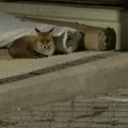 ΔΕΝ ΥΠΑΡΧΕΙ ΛΟΓΟΣ ΑΝΗΣΥΧΙΑΣ ΑΠΟ ΤΗΝ ΕΜΦΑΝΙΣΗ ΑΛΕΠΟΥΣ ΣΤΗΝ ΑΝΩ ΝΕΑ ΣΜΥΡΝΗ.