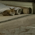 ΔΕΝ ΥΠΑΡΧΕΙ ΛΟΓΟΣ ΑΝΗΣΥΧΙΑΣ ΑΠΟ ΤΗΝ ΕΜΦΑΝΙΣΗ ΑΛΕΠΟΥΣ ΣΤΗΝ ΑΝΩ ΝΕΑ ΣΜΥΡΝΗ.