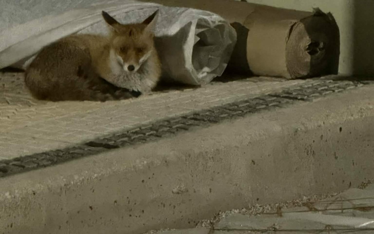 ΔΕΝ ΥΠΑΡΧΕΙ ΛΟΓΟΣ ΑΝΗΣΥΧΙΑΣ ΑΠΟ ΤΗΝ ΕΜΦΑΝΙΣΗ ΑΛΕΠΟΥΣ ΣΤΗΝ ΑΝΩ ΝΕΑ ΣΜΥΡΝΗ.