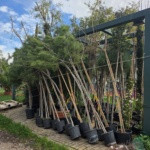 ΝΕΕΣ ΦΥΤΕΥΣΕΙΣ ΣΤΙΣ ΓΕΙΤΟΝΙΕΣ – Η ΠΟΛΗ ΠΡΑΣΙΝΙΖΕΙ!